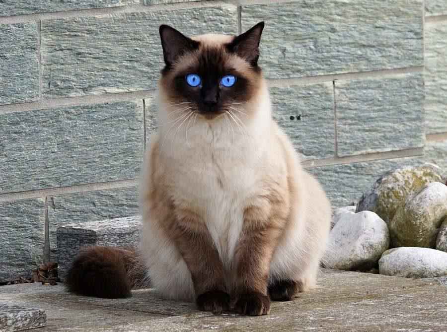 Balinese Cat 12