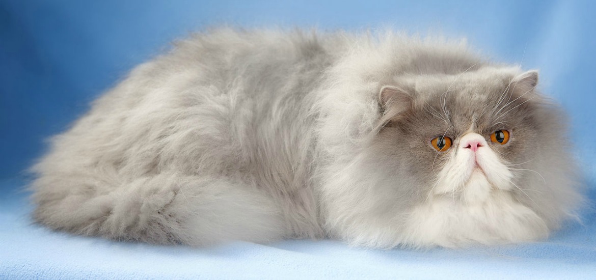 Persian Cat 11