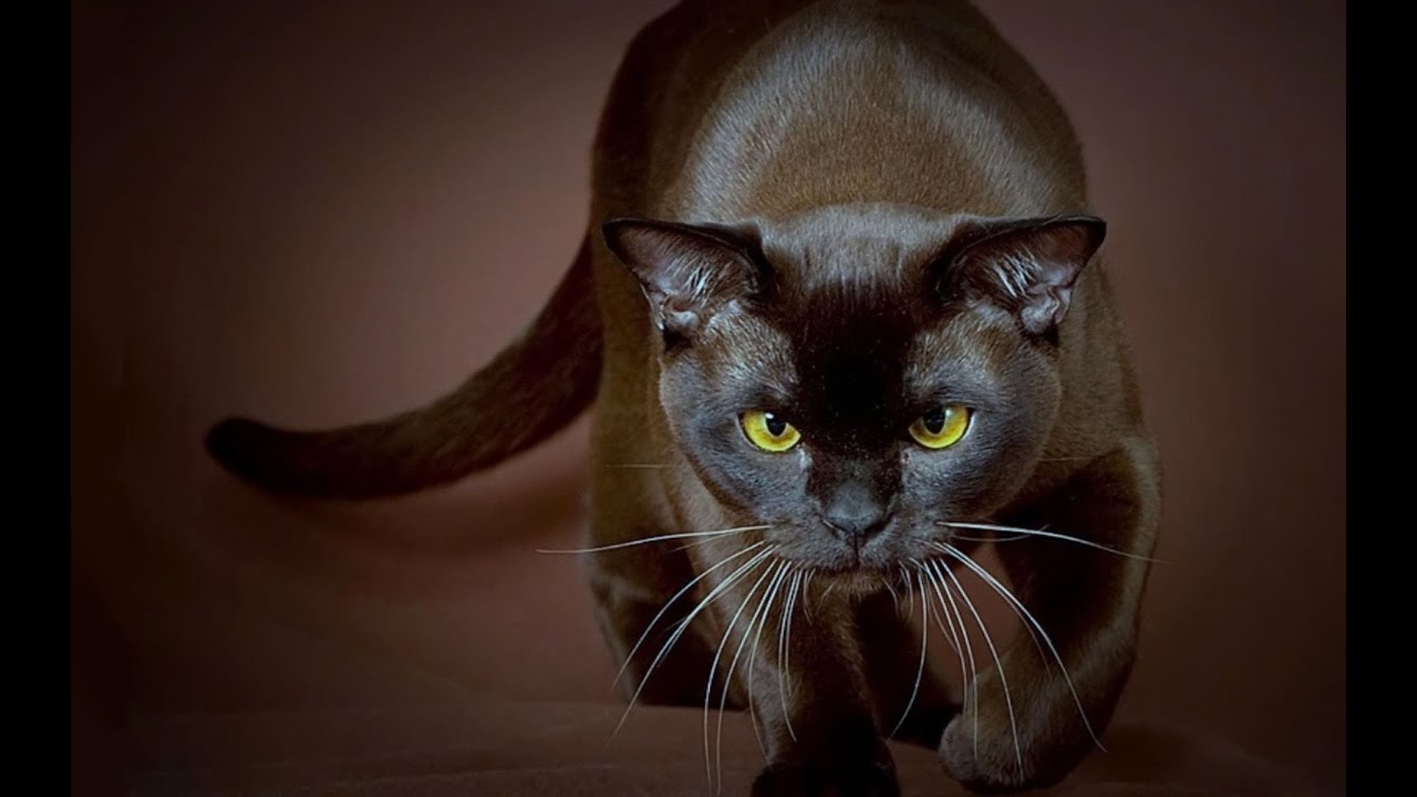 Burmese Cat 12 Burmese Cat 12