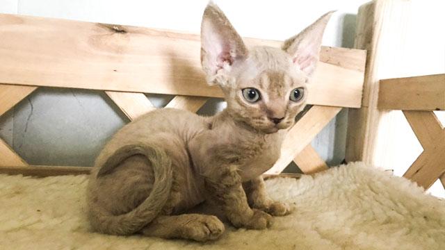 Devon Rex 12