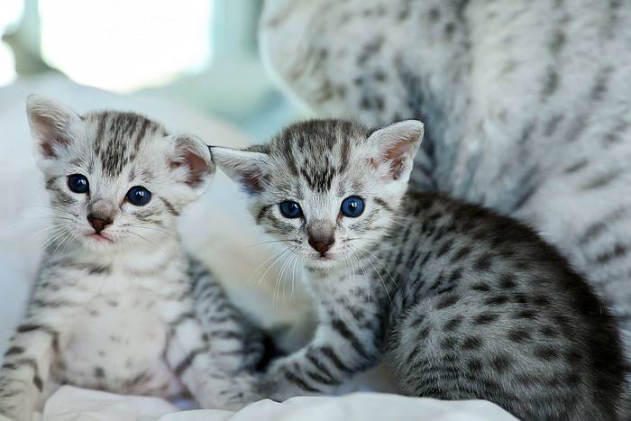Egyptian Mau 10