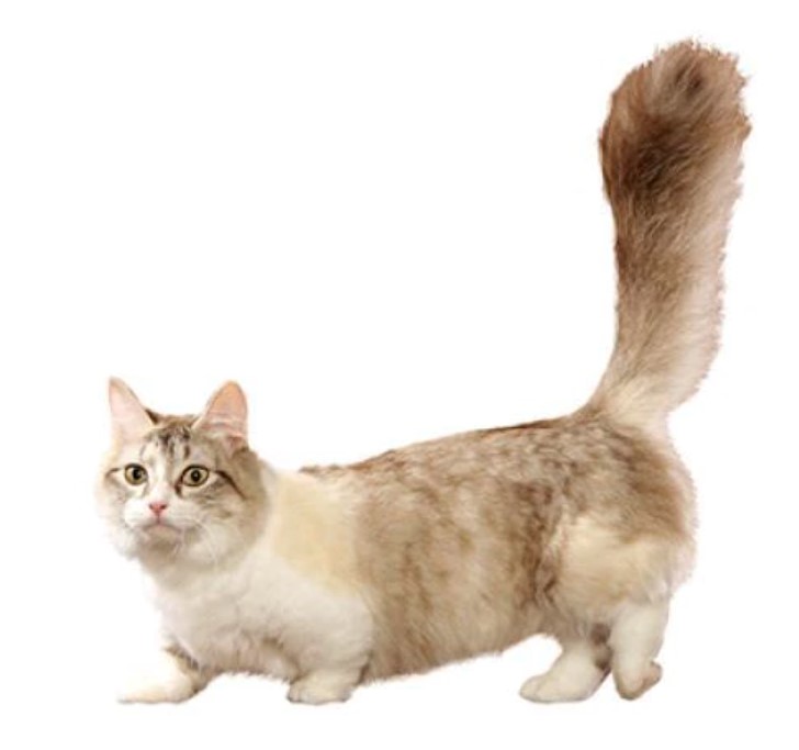 Munchkin Cat 16 Munchkin Cat 16