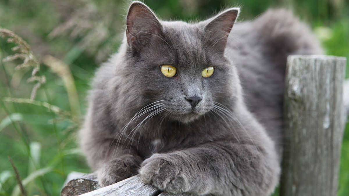 Nebelung 14 Nebelung 14