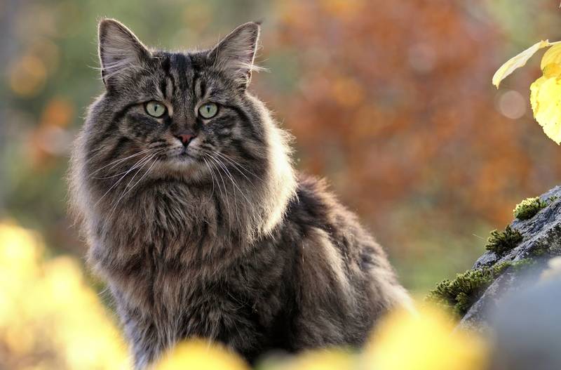 Norwegian Forest Cat 16