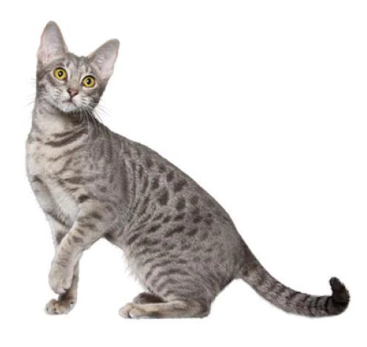Ocicat 17