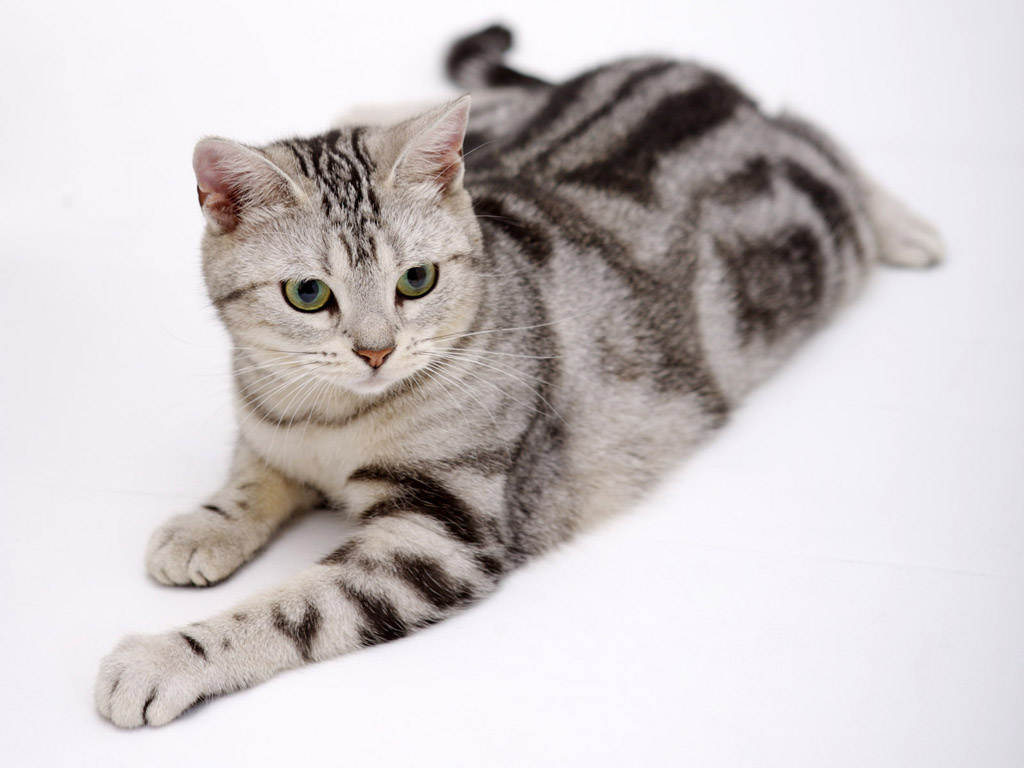 American Wirehair 10