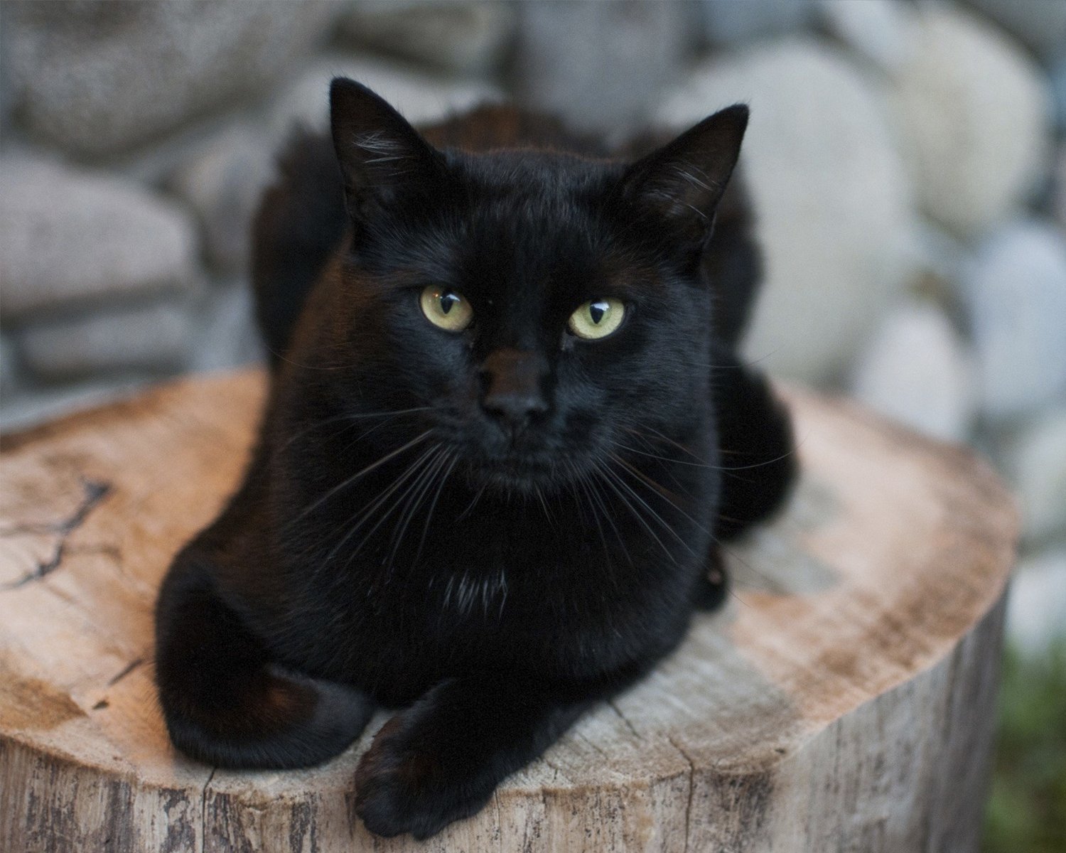 Bombay Cat 12