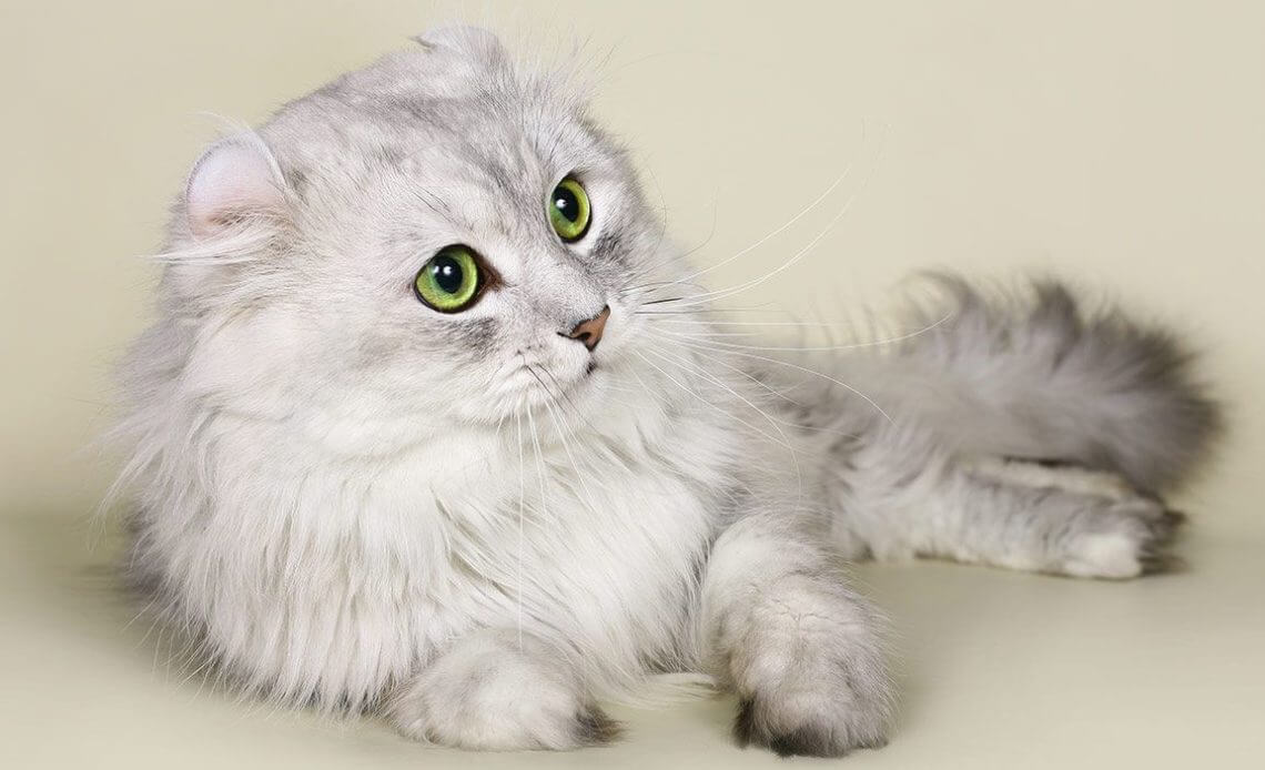 American Curl 10 American Curl 10