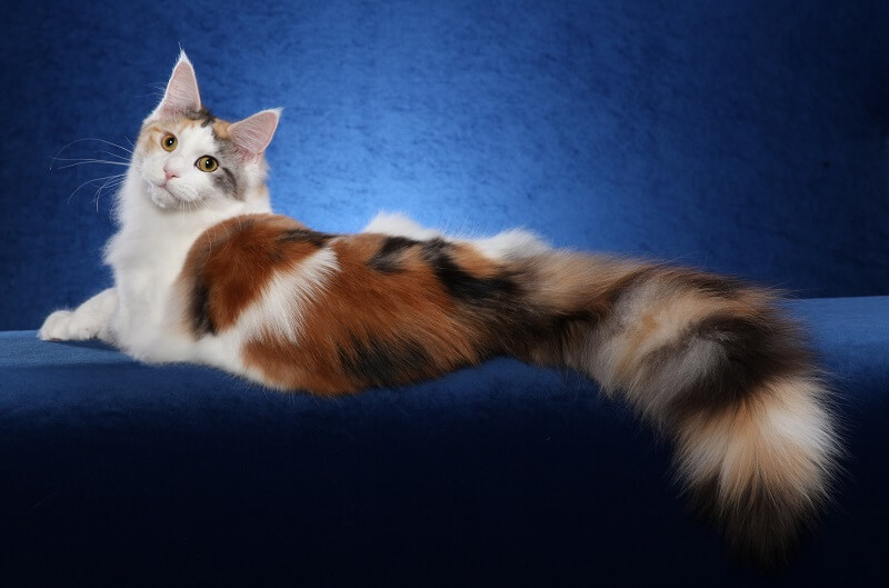 The Maine Coon 11