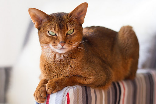 Abyssinian Cat 11 Abyssinian Cat 11