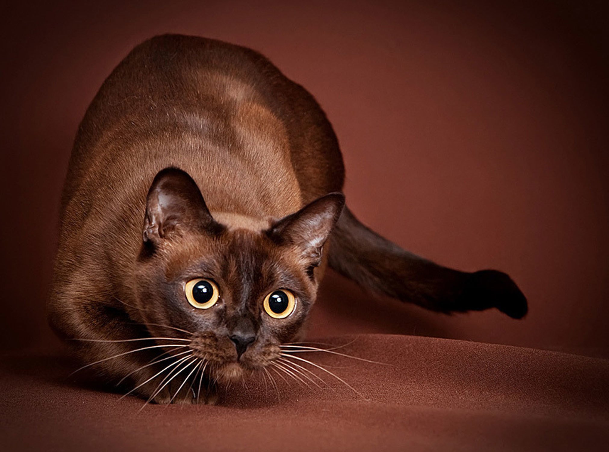 Burmese Cat 13 Burmese Cat 13
