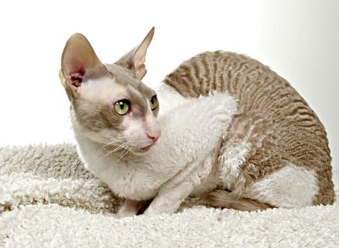 Cornish Rex 13