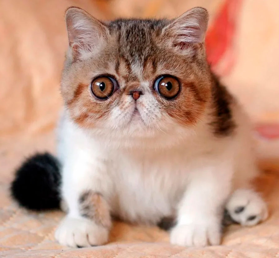 Exotic Shorthair Cat 12