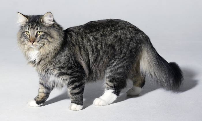 Norwegian Forest Cat 15