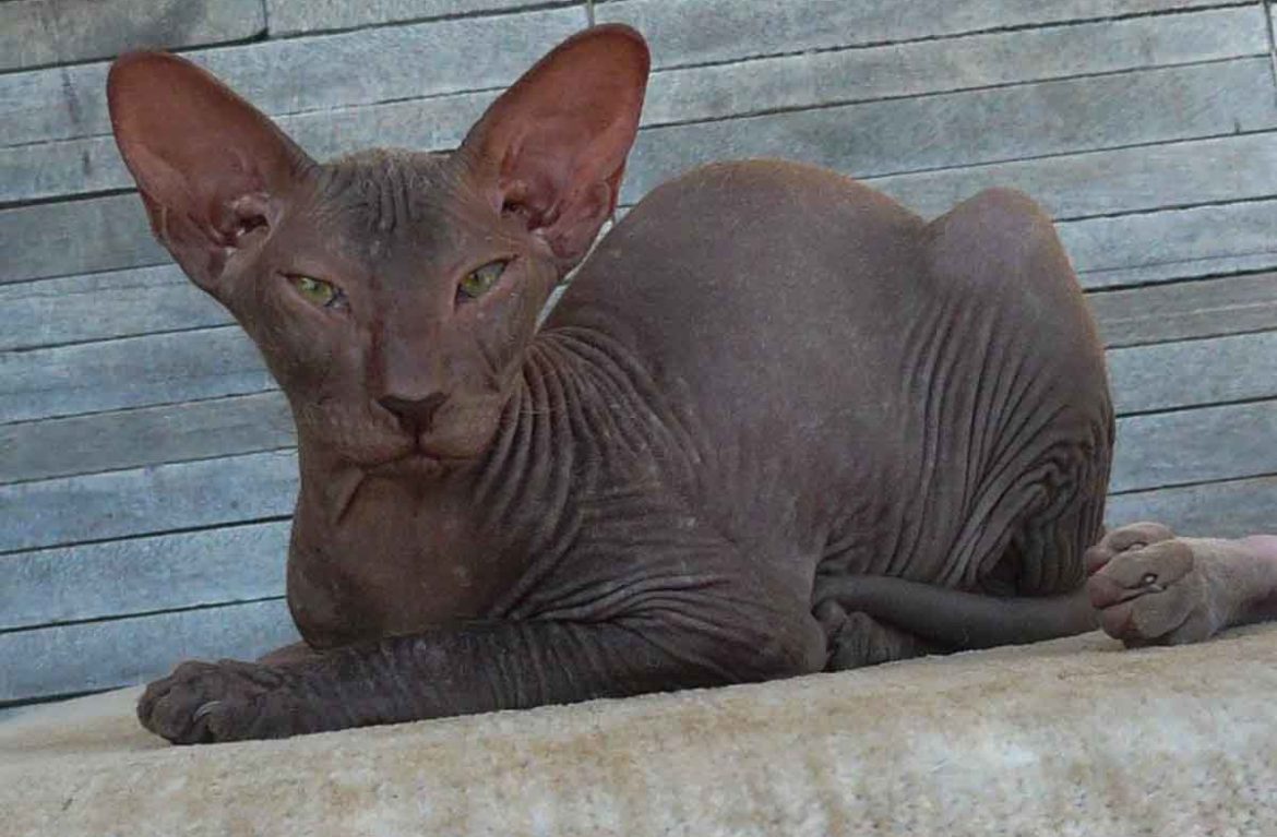 Peterbald 15