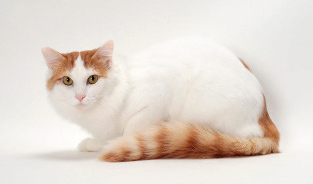 Turkish Van 13