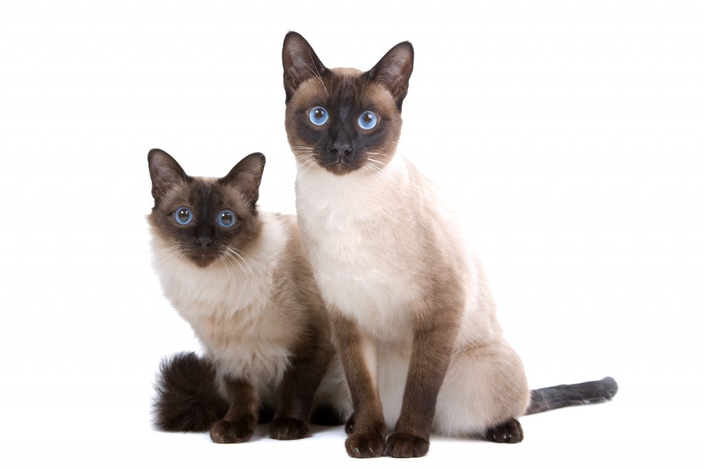Balinese Cat 14