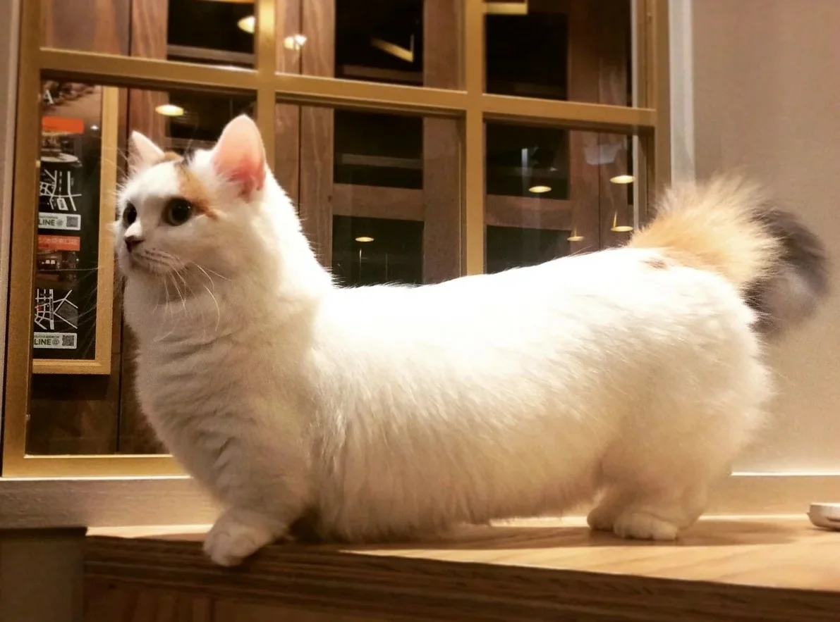 Munchkin Cat 15 Munchkin Cat 15