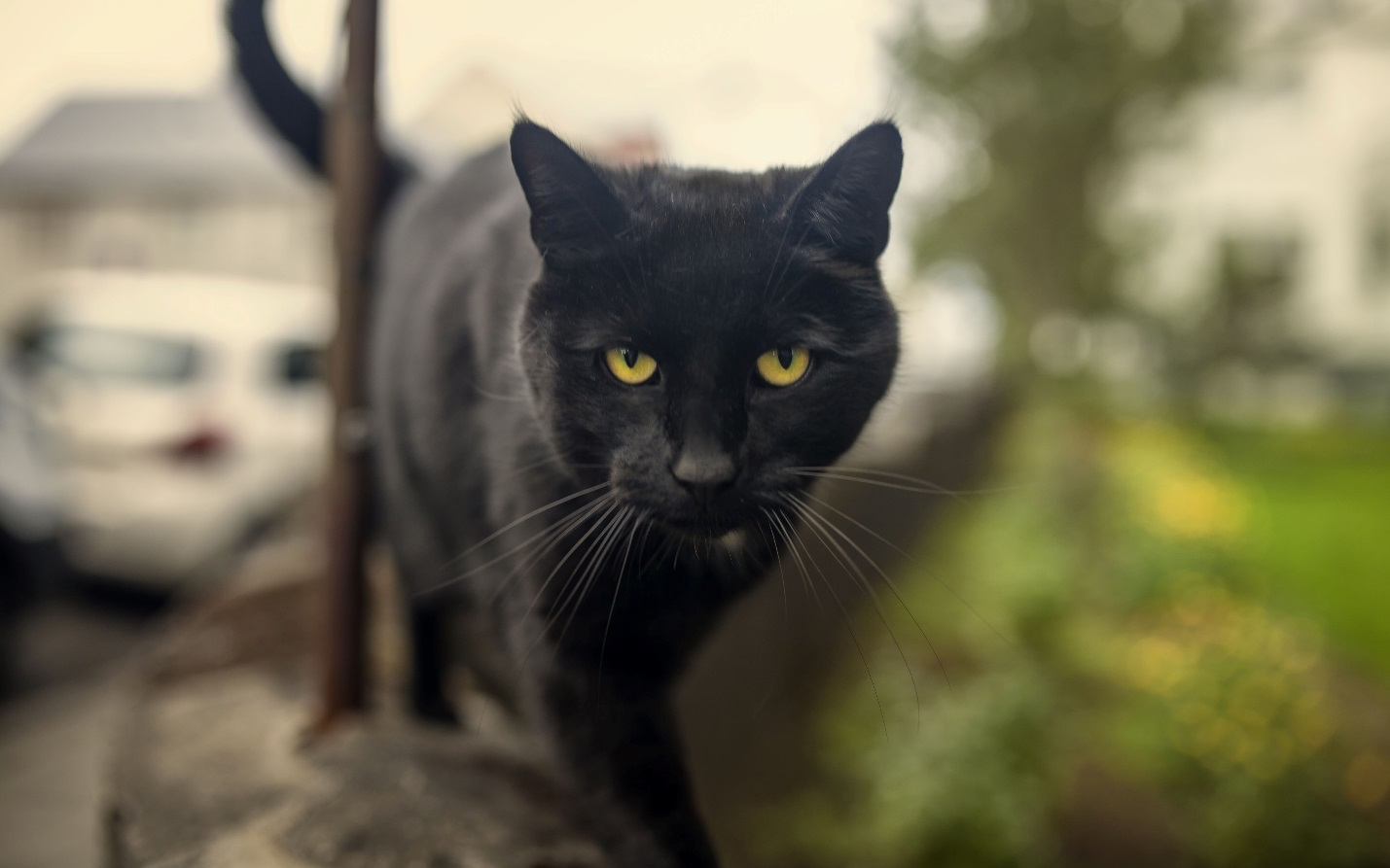 Bombay Cat 14