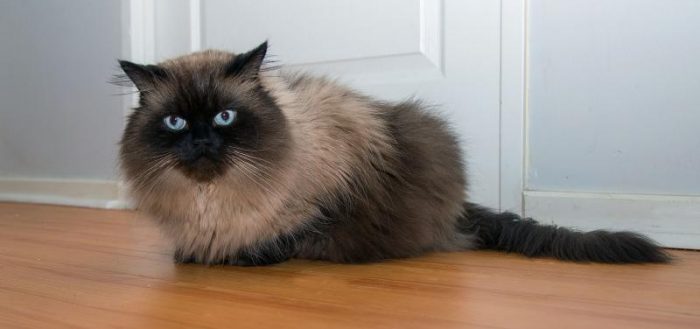 Himalayan Cat 13 Himalayan Cat 13