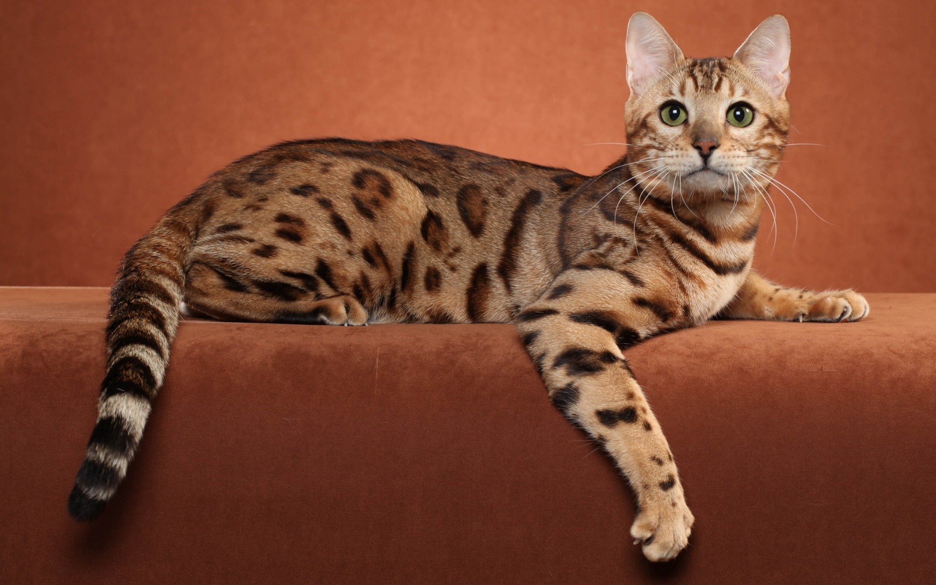 Ocicat 14