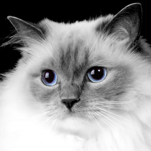 Ragdoll 14 Ragdoll 14