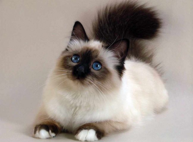 Birman Cat 16 Birman Cat 16