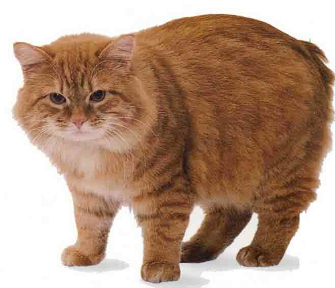 Manx Cat 17 Manx Cat 17