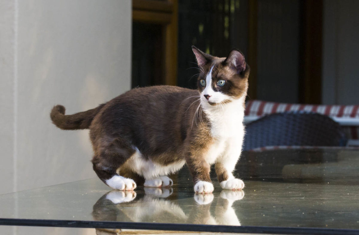 Munchkin Cat 13 Munchkin Cat 13