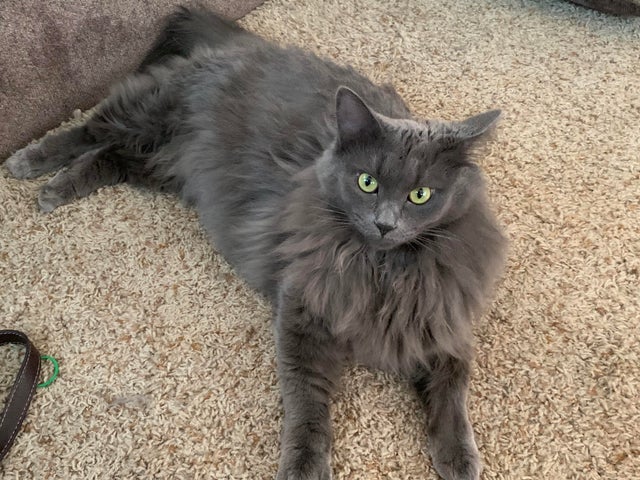 Nebelung 17 Nebelung 17
