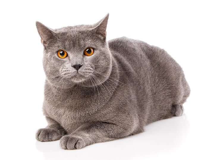 Chartreux 12