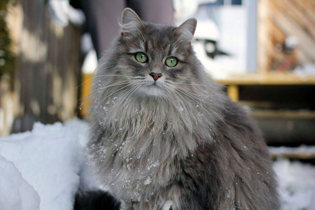 Siberian Cat 9