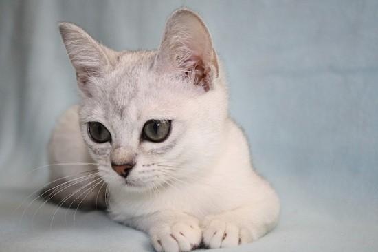 Burmilla 12 Burmilla 12