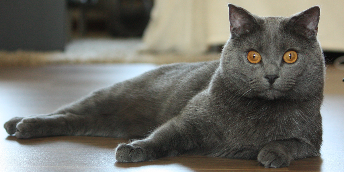 Chartreux 13