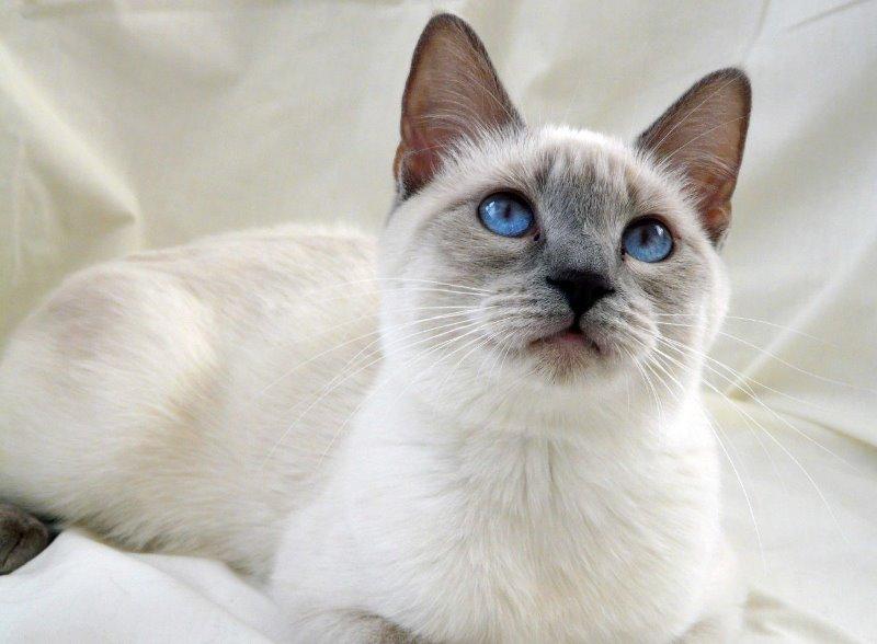 Thai Cat 13 Thai Cat 13