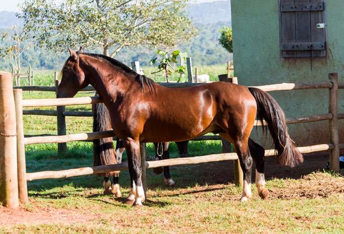 Criollo Horse Breed 9 Criollo Horse Breed 9