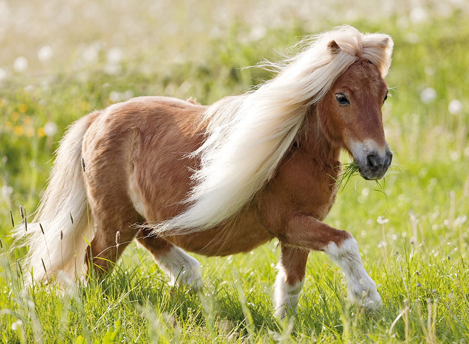 Dartmoor Pony 7