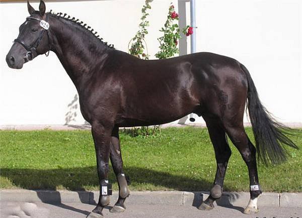Westphalian Horses 9