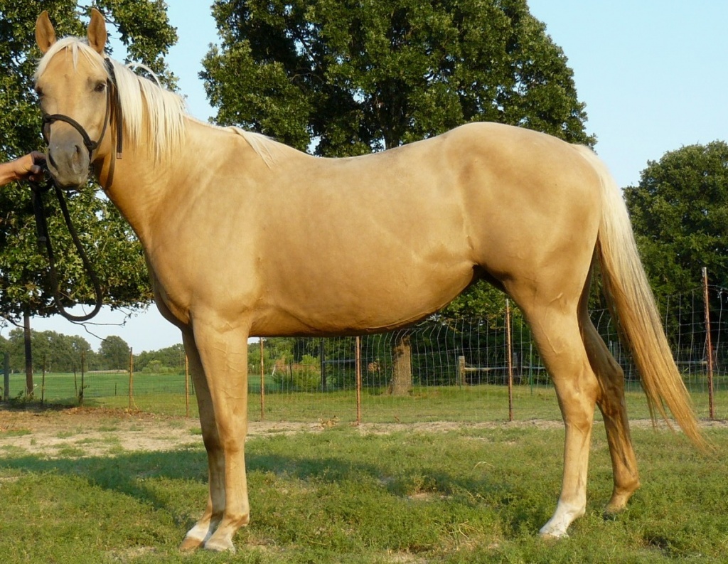 Palomino Horse Breed 9