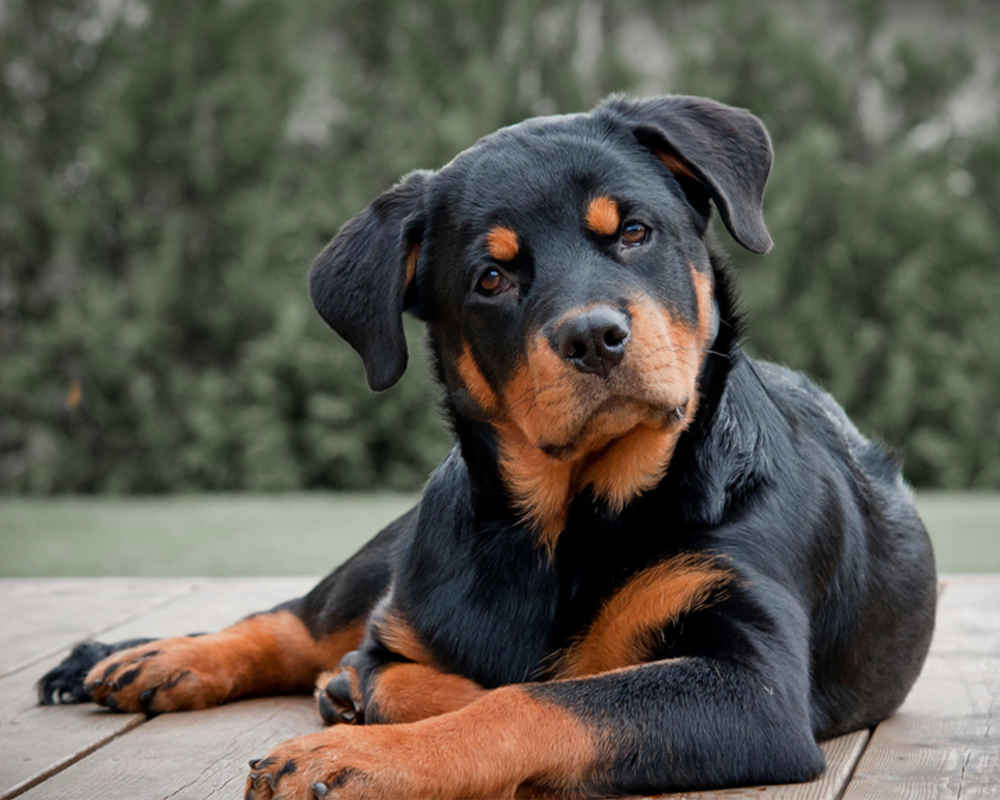 Dog Breed: Rottweiler Parenting – A Comprehensive Guide 18
