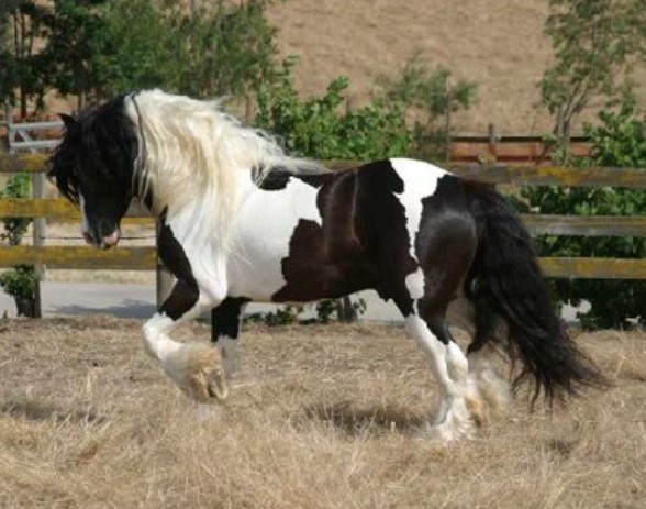 Dales Pony 12