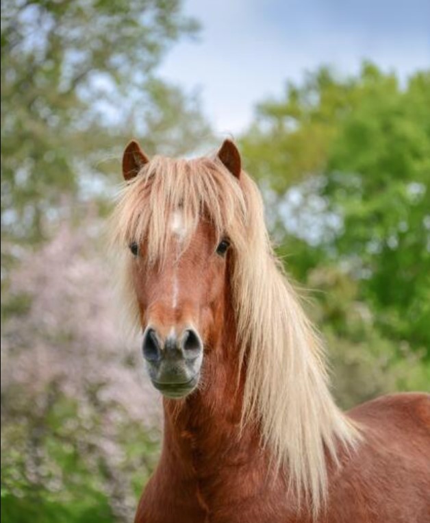 Aegidienberger Horse Breed 11 Aegidienberger Horse Breed 11