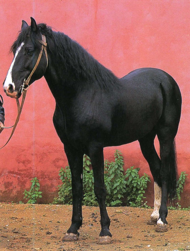 Berber Horse 9