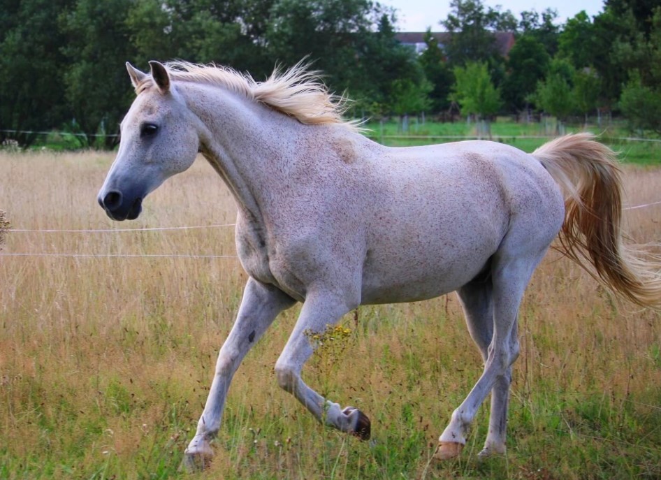 Lipizzan Horse Breed 9