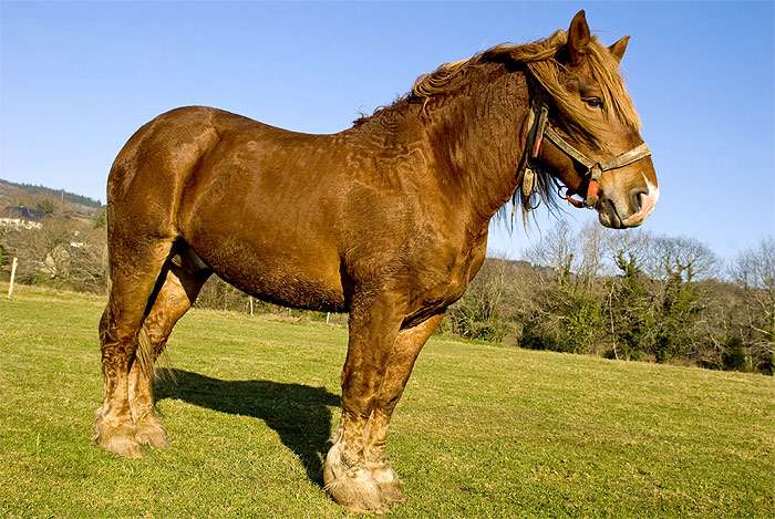 Breton Horse 11