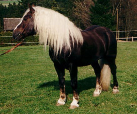 Black Forest Horse 8