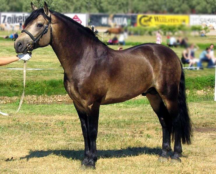 Connemara Pony 8