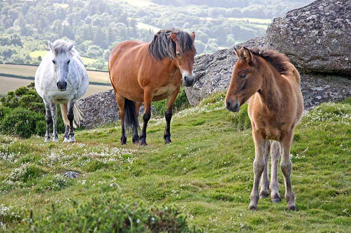 Dartmoor Pony 8