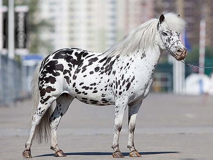 Mini Appaloosa 10