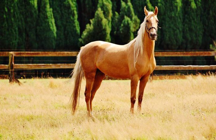 Palomino Horse Breed 7